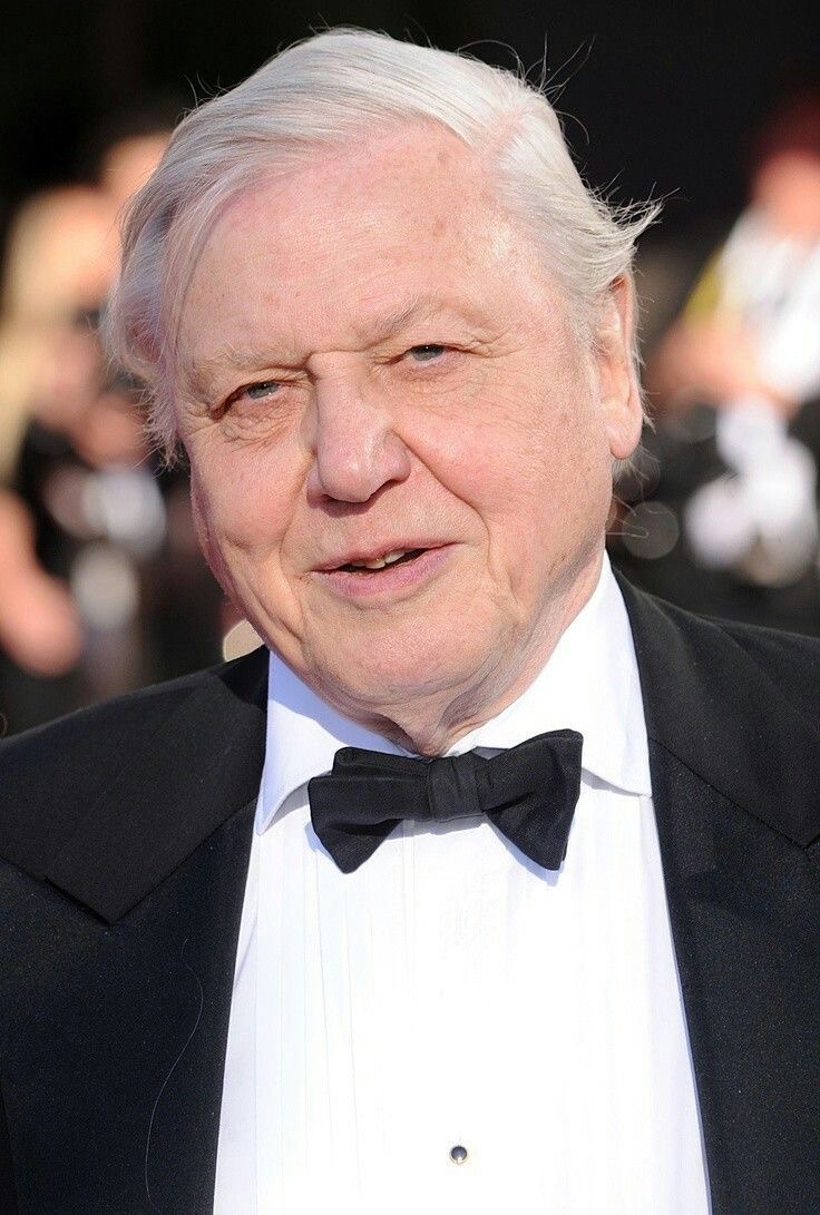 Media for David Attenborough