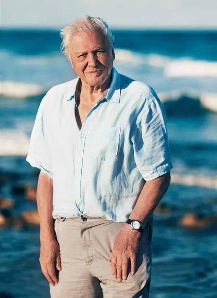 Media for David Attenborough